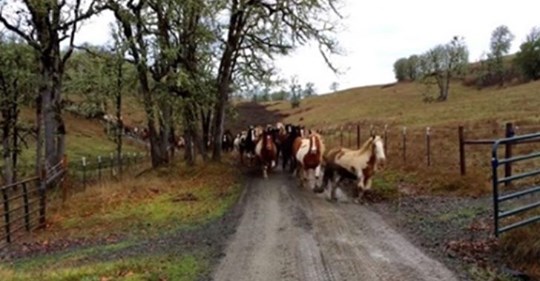 110 caballos galopan libremente a las pasturas en fila perfecta.