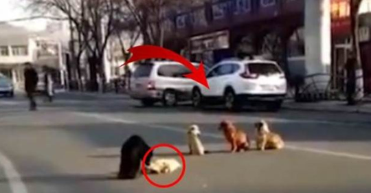 Un grupo de perros callejeros bloquean una calle para proteger el a su amigo atropellado por un conductor que no se paro