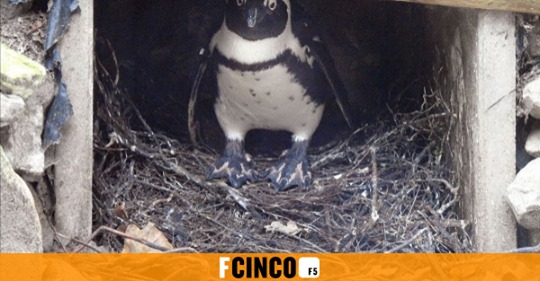 Una pareja gay de pingüinos roba un huevo para incubarlo juntos en un zoo de Holanda