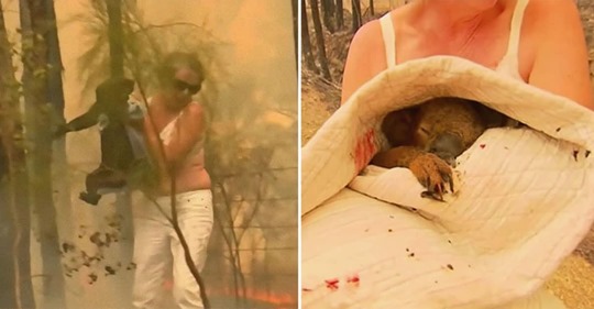 Mujer arriesga su vida para salvar un koala de los incendios en Australia. Una gran heroína