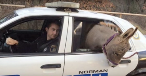 Poli amable trae a burro perdido a la seguridad en el asiento trasero de su patrulla