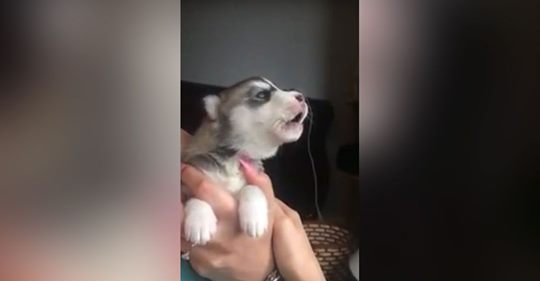 Enamórate de un cachorro de husky que aprende a dar su primer aullido