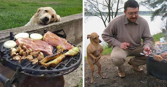 10 fotos divertidas de perros pidiendo comida a los que no puedes decir no