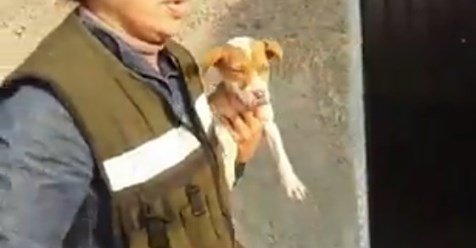 Un equipo de rescatadores consiguen salvar a varios perros de una niña que los maltrataba y su madre se lo permitia
