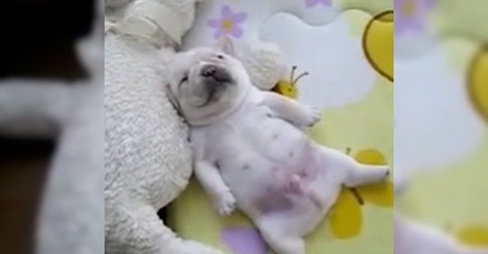 Lo que hace este cachorro mientras duerme te va a encantar