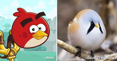 ¿Existen los “Angry Birds” en la realidad? Conoce al pájaro “bigotudo”