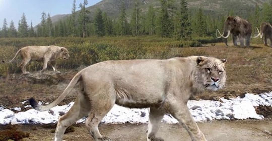 La figura prehistórica más antigua de un animal existe en Siberia, en un colmillo de mamut