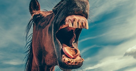 Maltrato animal en Colorado: Arrastran a la fuerza a un caballo con un coche y acaban en juicio