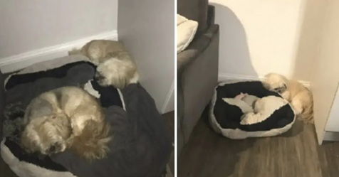 Leal perro sigue durmiendo junto a la cama de su hermano un año después de su fallecimiento