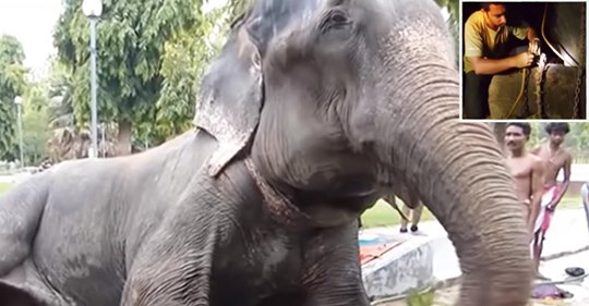 A Raju, el elefante, le caían lágrimas por su rostro cuando lo rescataron después de haber estado encadenado durante 50 años