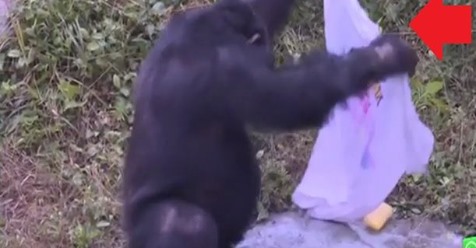 Indignación: toman como gracia que un chimpancé trabaje como humano lavando la ropa