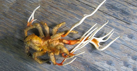 El Cordyceps, el parásito que transforma a los insectos en zombies con ramas