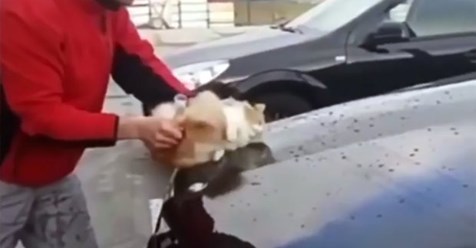 INDIGNANTE!!!! Un hombre coge a un pobre gato callejero y lo usa como esponja para lavar su auto