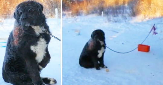 Un perro fue encadenado durante 4 años a la intemperie helada antes de que defensores de animales lo encontraran