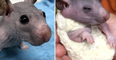 Hamster sin pelo recibe diminuto suéter hecho a mano para mantenerla abrigada