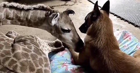 Un perro cariñoso observa a una jirafa macho bebé abandonada