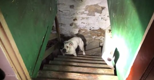 Perro encontrado encadenado en un sótano salta de alegría después de ver a sus rescatadoras