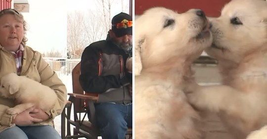 Una pareja encontró a un grupo de cachorros hambrientos que vivían solos en la montaña