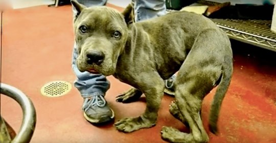 Un perrito pasó 2 años enteros encerrado en una jaula, y su cuerpo se le deformó