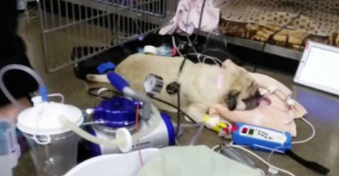 Perro muere después de comer comida popular para perros que contiene rastros de droga de eutanasia