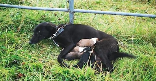 Descubren a perra en periodo de lactancia junto a sus seis recién nacidos cachorritos atada a una puerta