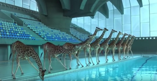 Cuando no había nadie cerca, las jirafas empezaron a bucear en una piscina .