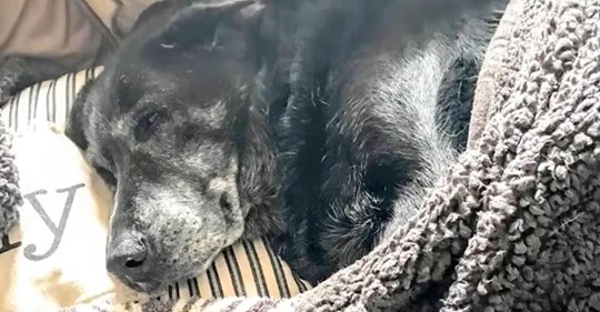 Una perra que podría tener unos 20 años fue encontrada llorando junto al cuerpo de su dueño