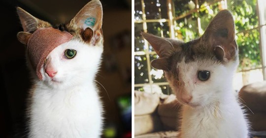 Este gatito rescatado con 4 orejas y 1 ojo escapa de su miseria tras encontrar un hogar