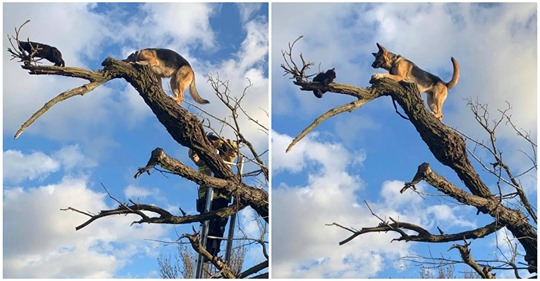 Perro persiguió a un gato hasta la copa de un árbol y los bomberos tuvieron que rescatarlos