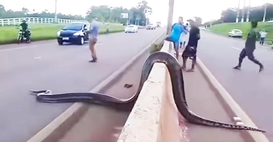 La gente se detiene para ayudar a una serpiente gigante a cruzar la carretera de forma segura
