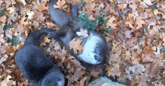 Grupo de nutrias bebé juegan entre las hojas por primera vez