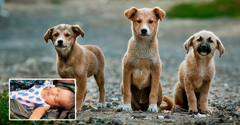 Unos perros callejeros encontraron a un bebe en la basura con apenas una semana de vida