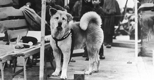Aparecen nuevas fotos sobre Hachiko, el perro más fiel del mundo
