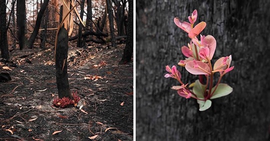 Los bosques de Australia se niegan a morir y la vida se abre camino entre las cenizas