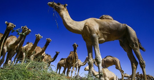 Francotiradores sacrificarán a 10.000 camellos salvajes en Australia por la fuerte sequía