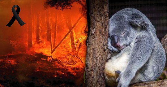 Australia está luto: cientos de koalas mueren por los incendios que azotan al país
