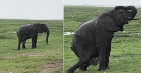 Un turista capta el increíble momento en que una elefanta da a luz
