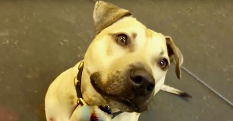 Un pitbull que fue rescatado de un criadero de peleas de perros recibe su primer bocadillo y está muy emocionado