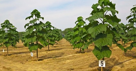 Argentina impulsa el cultivo del Kiri, el árbol capaz de frenar el cambio climático