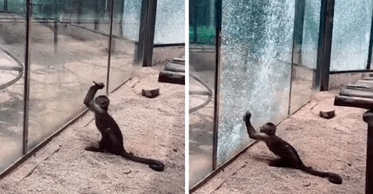 Mono afila una roca para romper el vidrio en su recinto y ser libre