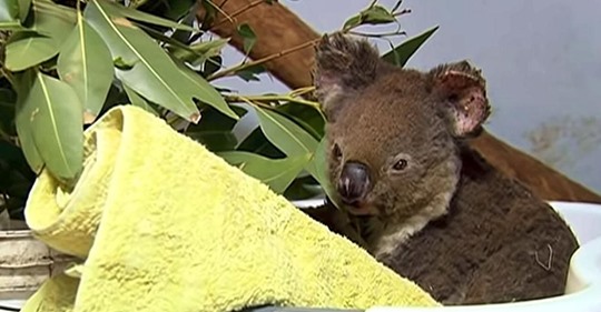  Cría de koala se recupera perfectamente tras ser salvada de los incendios forestales de Australia
