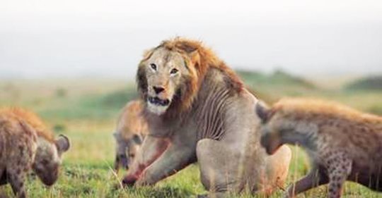 Más humano que un humano: hermoso momento de la gratitud de un león después de que su amigo lo salvó de 20 hienas