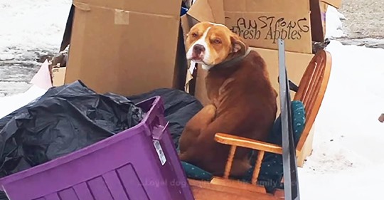 Perro abandonado junto a la basura es encontrado tratando de mantenerse caliente en una vieja silla