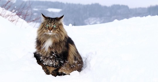 El gato del bosque noruego era la mascota favorita de los vikingos