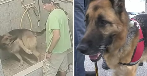 Peluquero canino es arrestado por fracturarle la cola a un perro de servicio