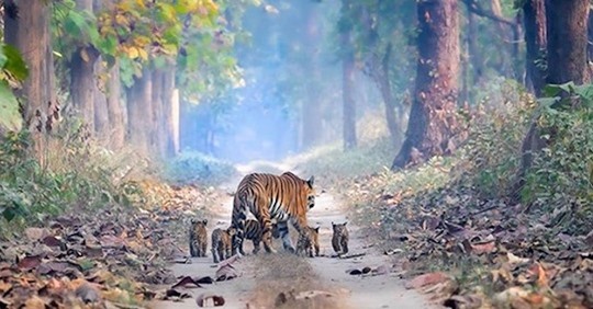 Logran fotografiar a una tigresa paseando con sus 5 cachorros en un bosque de India
