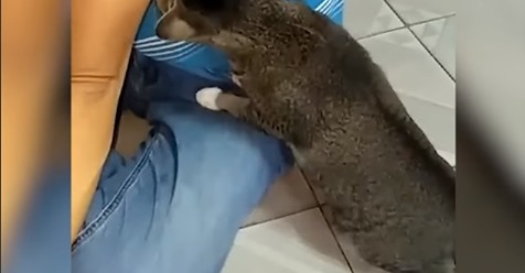 La épica reacción de un gato al percibir el olor de la axila de su dueño conquista las redes