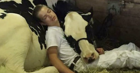 Chico de 15 años y su vaquilla tomando una siesta juntos, demasiado tierno para ponerlo en palabras