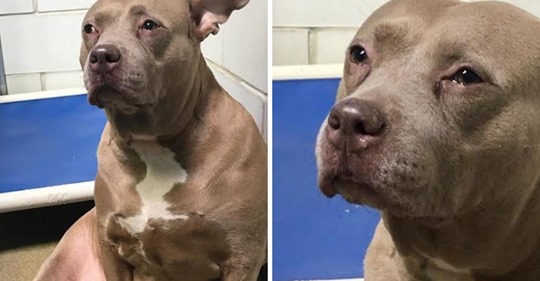 Una triste pitbull es grabada 'llorando' en un refugio después de que solo fue usada para la cría de perros y luego abandonada
