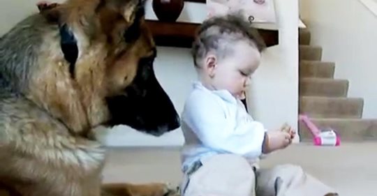 Un bebé le roba su galleta a un pastor alemán, su padre, que está al lado, anima al perro a recuperarla